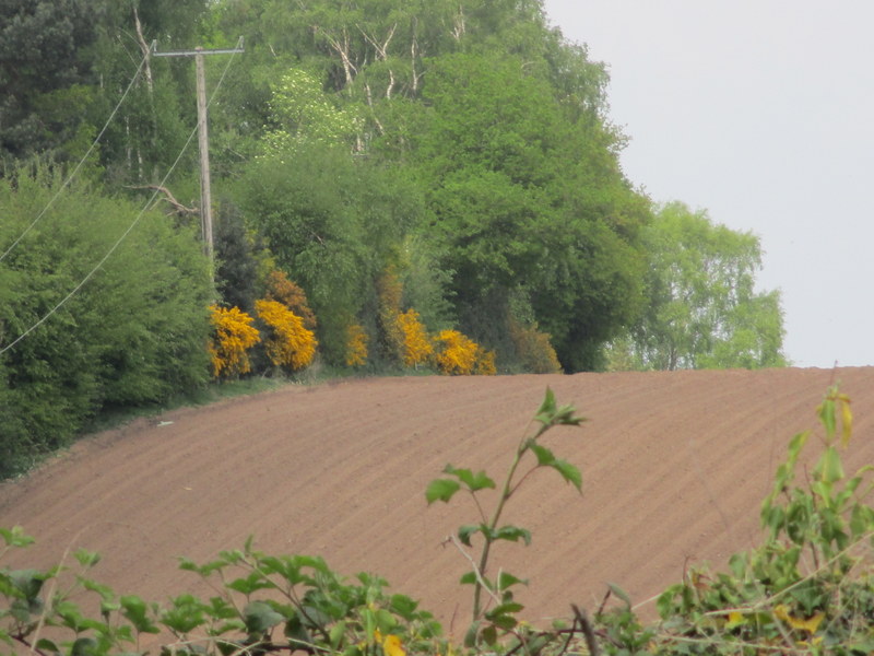 gorse