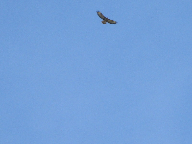 buzzard2