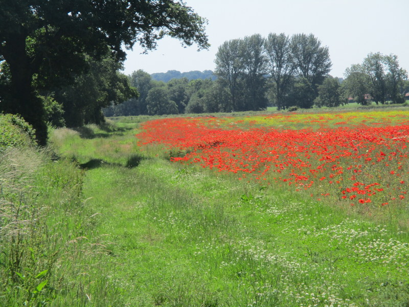 poppies